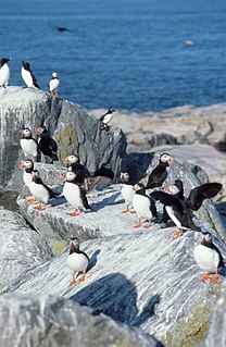 Seal Island National Wildlife Refuge protected area in Maine, United States