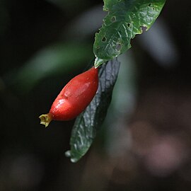 Fruit at Natural Bridge, Queensland