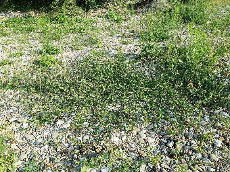 File:Atriplex prostrata (s. lat.) sl67.jpg