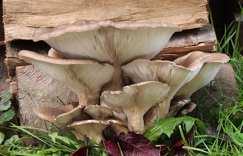 File:Austern-Seitling Austernpilz Pleurotus ostreatus.JPG