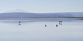 Illustrasjonsbilde av artikkelen Laguna Salada (Bolivia)