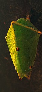 Pupa of Baron Butterfly Euthalia aconthea