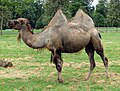 Bactrian.camel.sideon.arp.jpg