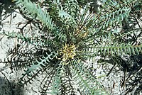 Banksia nana