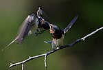 Thumbnail for File:Barn swallow (feeding) at Tennōji Park in Osaka, June 2016 - 315.jpg