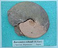 en:Barremites rebouli (Kilian), Lower en:Barremian, en:Brestak, (Coll. St. Breskovski) at the en:Sofia University "St. Kliment Ohridski" Museum of Paleontology and Historical Geology