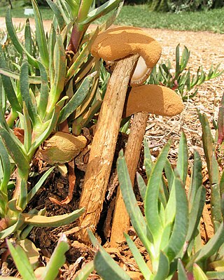 <i>Battarrea phalloides</i> Species of fungus