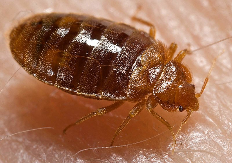 Bed bug treatment 