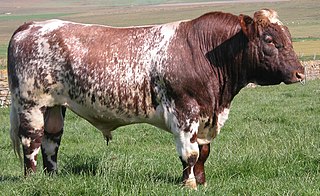 <span class="mw-page-title-main">Beef Shorthorn</span> Breed of cattle