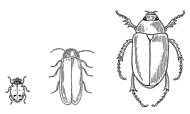 File:Beetle (PSF).png