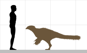 Size comparison of Beipiaosaurus