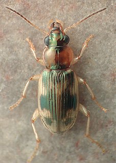 <i>Bembidion tigrinum</i> Species of beetle