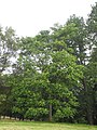 image=https://commons.wikimedia.org/wiki/File:Bergpark_Wilhelmshöhe_-_Baum_432_2019-07-12.JPG