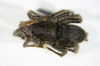 <i>Berlandina</i> Genus of spiders