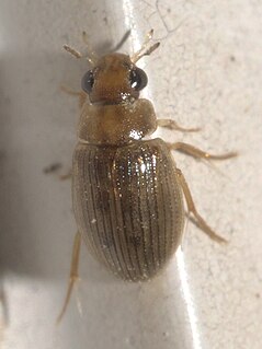 <i>Berosus exiguus</i> Species of beetle