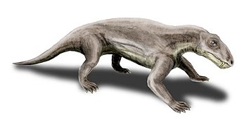 Biarmosuchus, un biarmosuchien.
