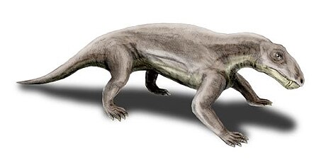 File:Biarmosuchus BW.jpg