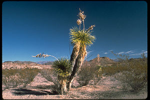 Big Bend National Park BIBE8330.jpg