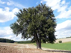 Birnbaum am Lerchenberg (de) : poirier classé Monument naturel en Basse-Franconie (All.).