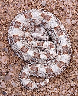 <span class="mw-page-title-main">Horned adder</span> Species of snake