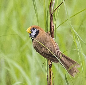 Black-breasted parrotbill (cropped).jpg