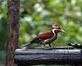 Red-backed Flameback