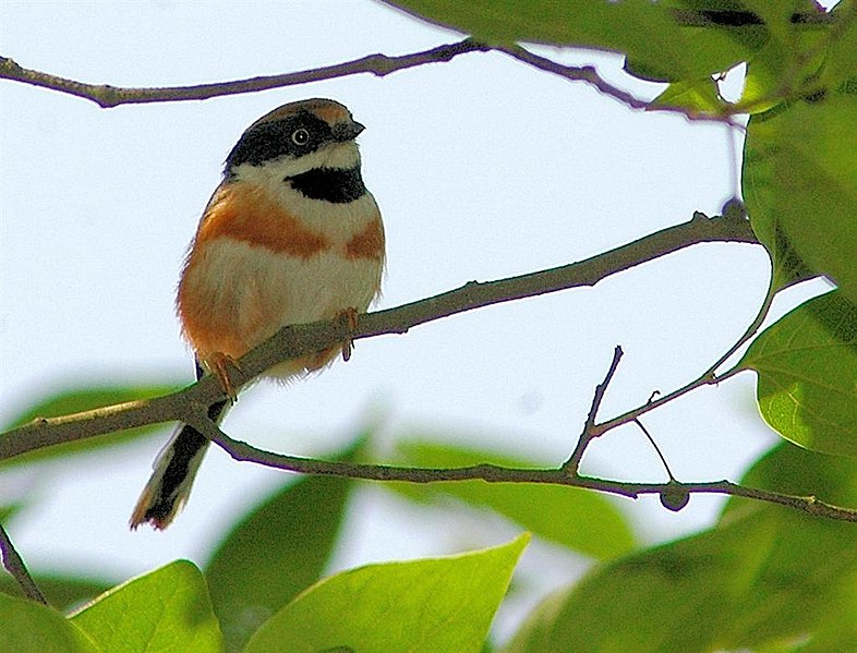 File:Black-throated Tit.jpg