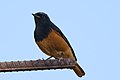 * Nomination Black redstart at Nasirpur, Patiala. --Satdeep Gill 02:14, 18 March 2022 (UTC) * Promotion  Support Good quality. Useful to add a CAT for the location. --Tagooty 03:44, 18 March 2022 (UTC)
