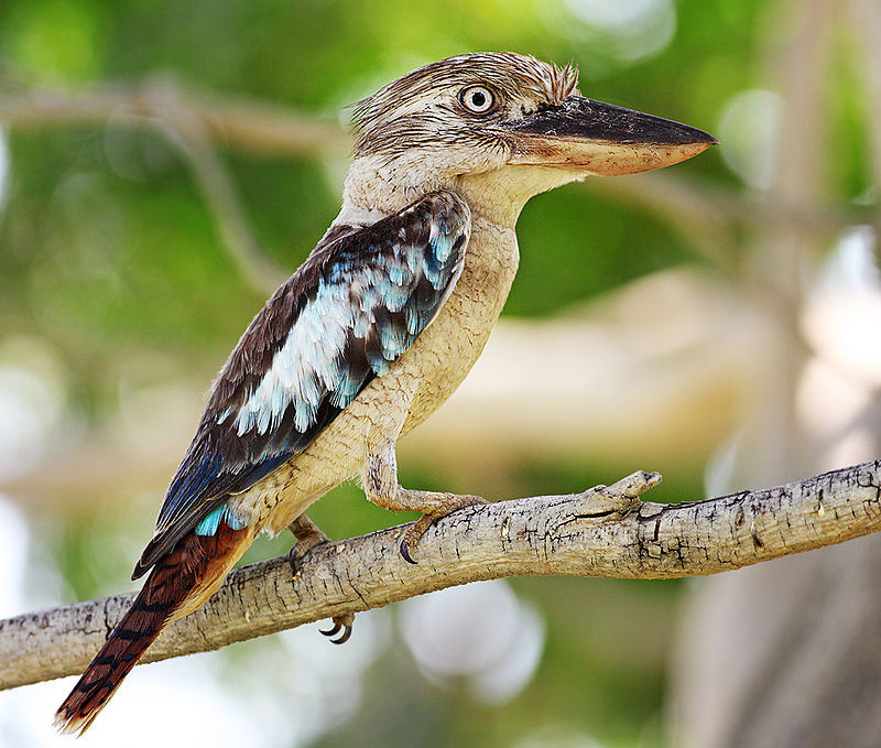 Blue-winged-kookaburra444.jpg