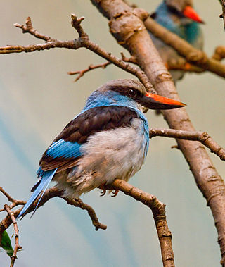 <span class="mw-page-title-main">Blue-breasted kingfisher</span> Species of bird