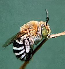 Bộ sưu tập Côn trùng - Page 40 227px-Blue_Banded_Bee_%28Amegilla_cingulata%29