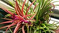 Tillandsia ionantha with bright-coloured foliage during full bloom. Some foliage has a light, silver dusting which can be easily scratched off