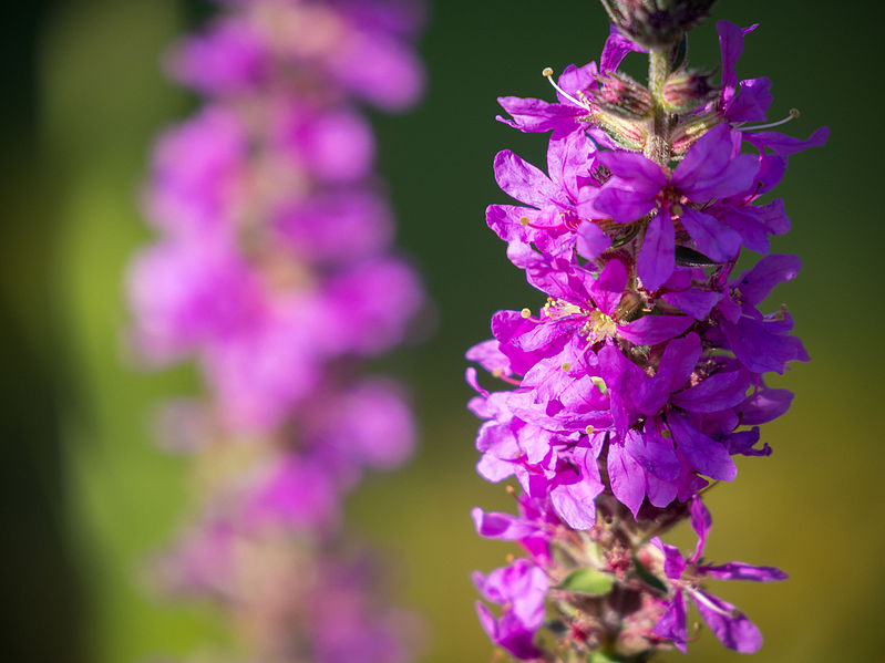 File:Blutweiderich, lat. Lythrum salicaria, Blütenstand 04.jpg