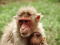 Bonnet macaque mother and baby, India, 2012.jpg