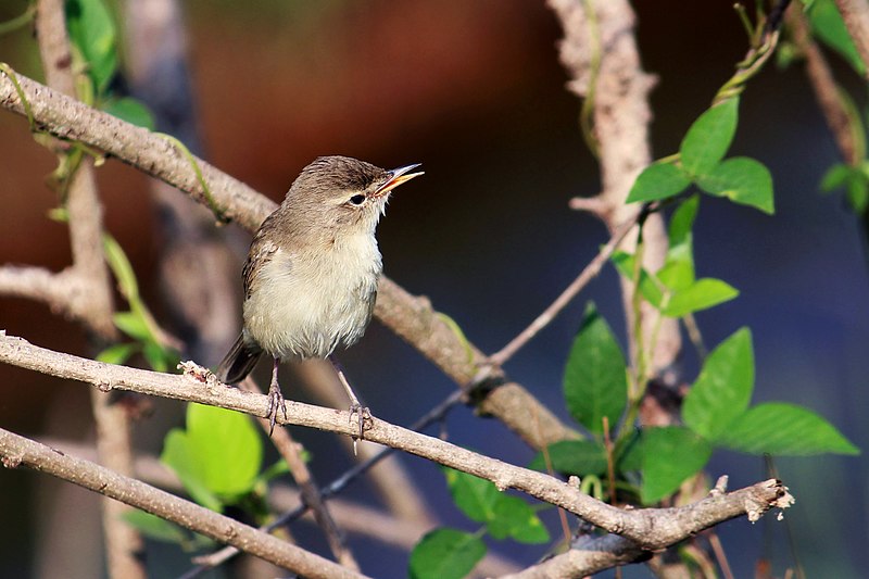 File:Booted Warbler (Iduna caligata) ചിന്നൻ ഭേരി. (32641228266).jpg