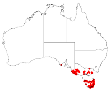 Boronia pilosaDistMap91.png