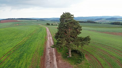 Arbre remarquable à Horní Kalná.