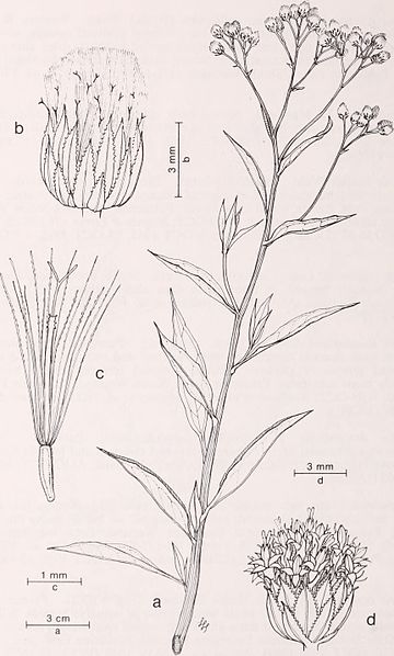 File:Botanical resources at Emma Wood State Beach and the Ventura River Estuary, California - inventory and management - report to the State of California Department of Parks and Recreation - by Wayne R. (20401997965).jpg