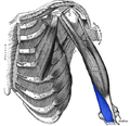 Thumbnail for Brachialis muscle