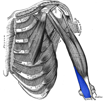 Músculo braquial anterior