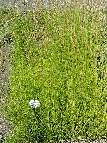 File:Brachypodium pinnatum - Botanical Garden, University of Frankfurt - DSC02728.JPG