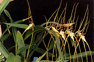 <i>Brassia</i> Genus of orchids
