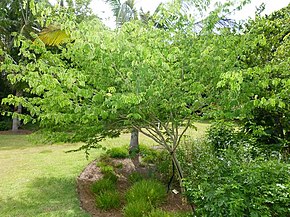 Descripción del árbol de lluvia brasileño - chloroleucon tortum - 4 (7537144616) .jpg image.