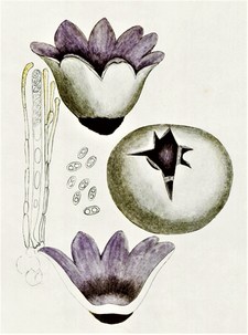 Sarcosphaera Coronaria: Taxonomie, Descriere, Confuzii