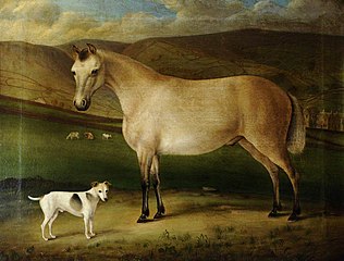 Horse and Dogs