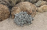 Joshua Tree National Park