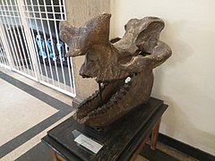 Brontotherium Eocene, USA at the Sofia University 'St. Kliment Ohridski' Museum of Paleontology and Historical Geology.jpg