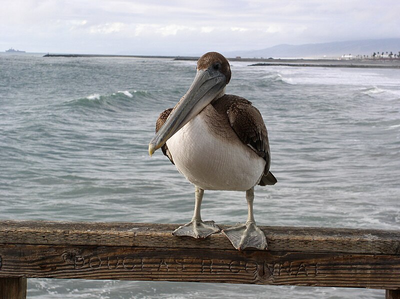 File:Brown Pelican on the Oceanside Pier.jpg