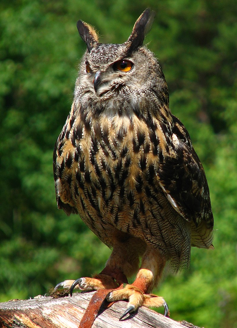 AUTUN : Un hibou grand-duc secouru au C3D chez Dim - Autun Infos