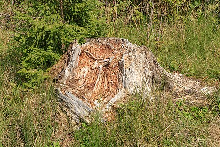 Tree stump Buchenberg Bavaria